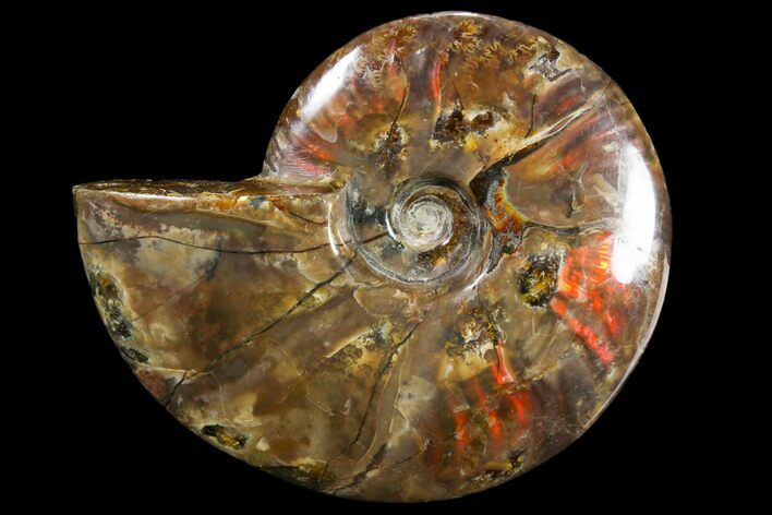 Iridescent Red Flash Ammonite - Madagascar #81374